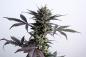 Preview: Samen 3+1 Lemon Haze Automatik Kannabia